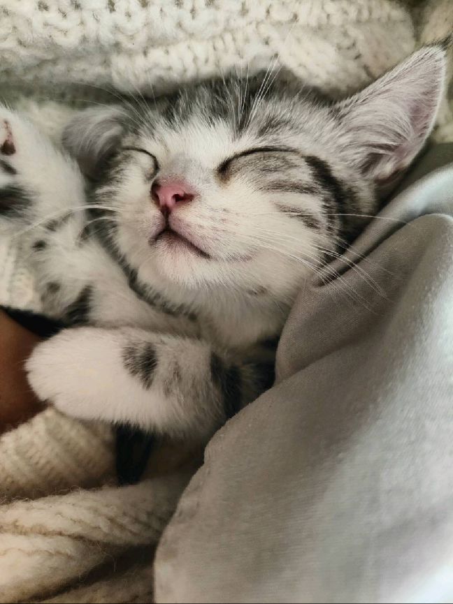 猫图片|宠物猫|猫咪|