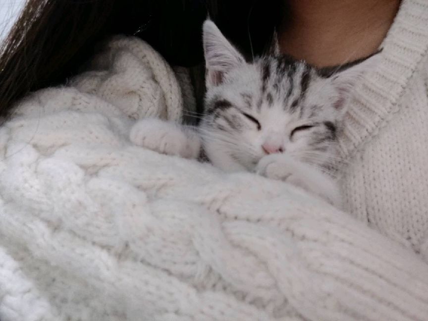 猫图片|宠物猫|猫咪|