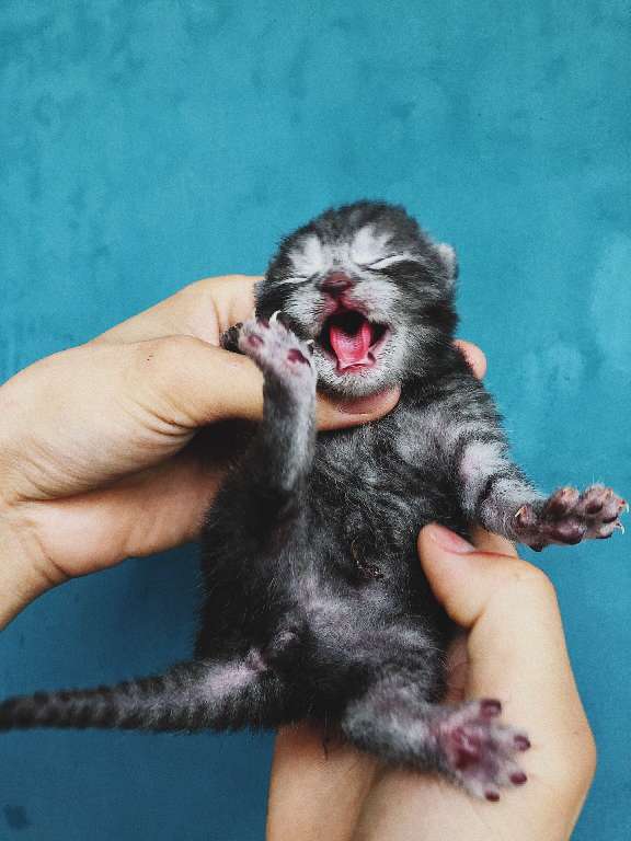 猫图片|宠物猫|猫咪|