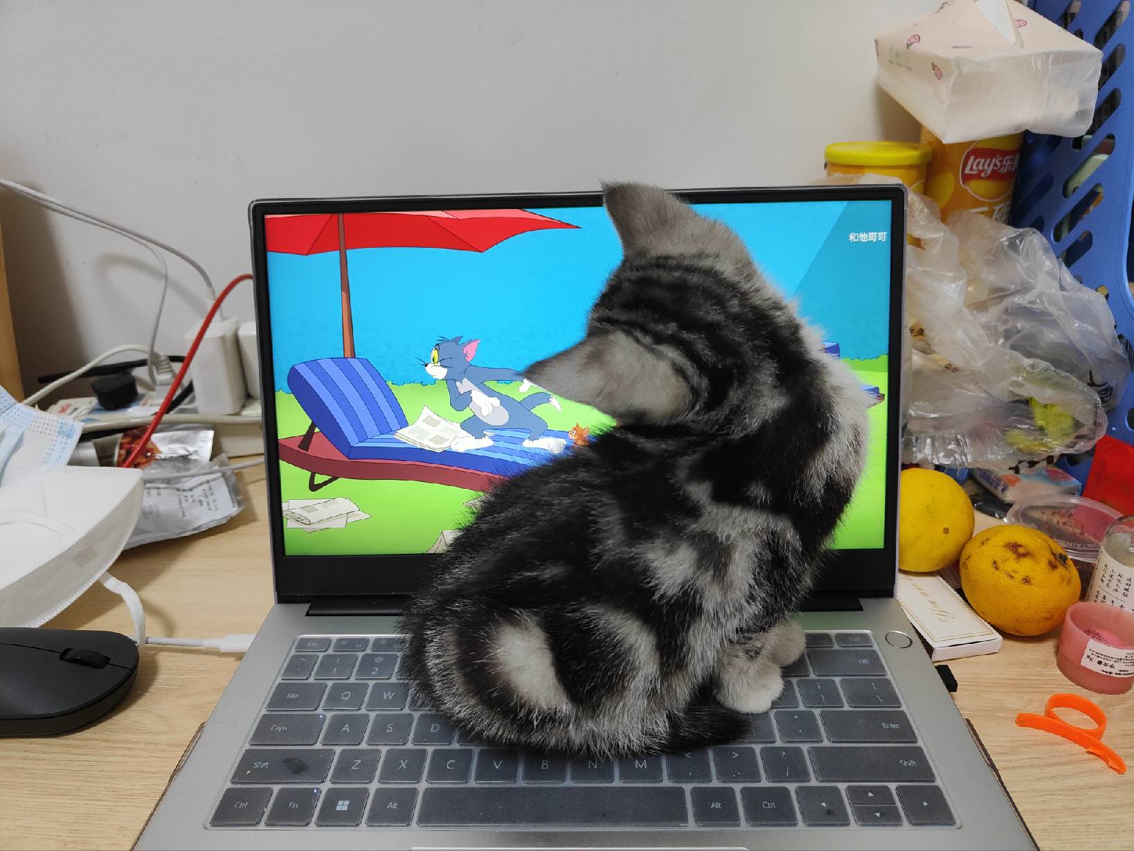 猫图片|宠物猫|猫咪|