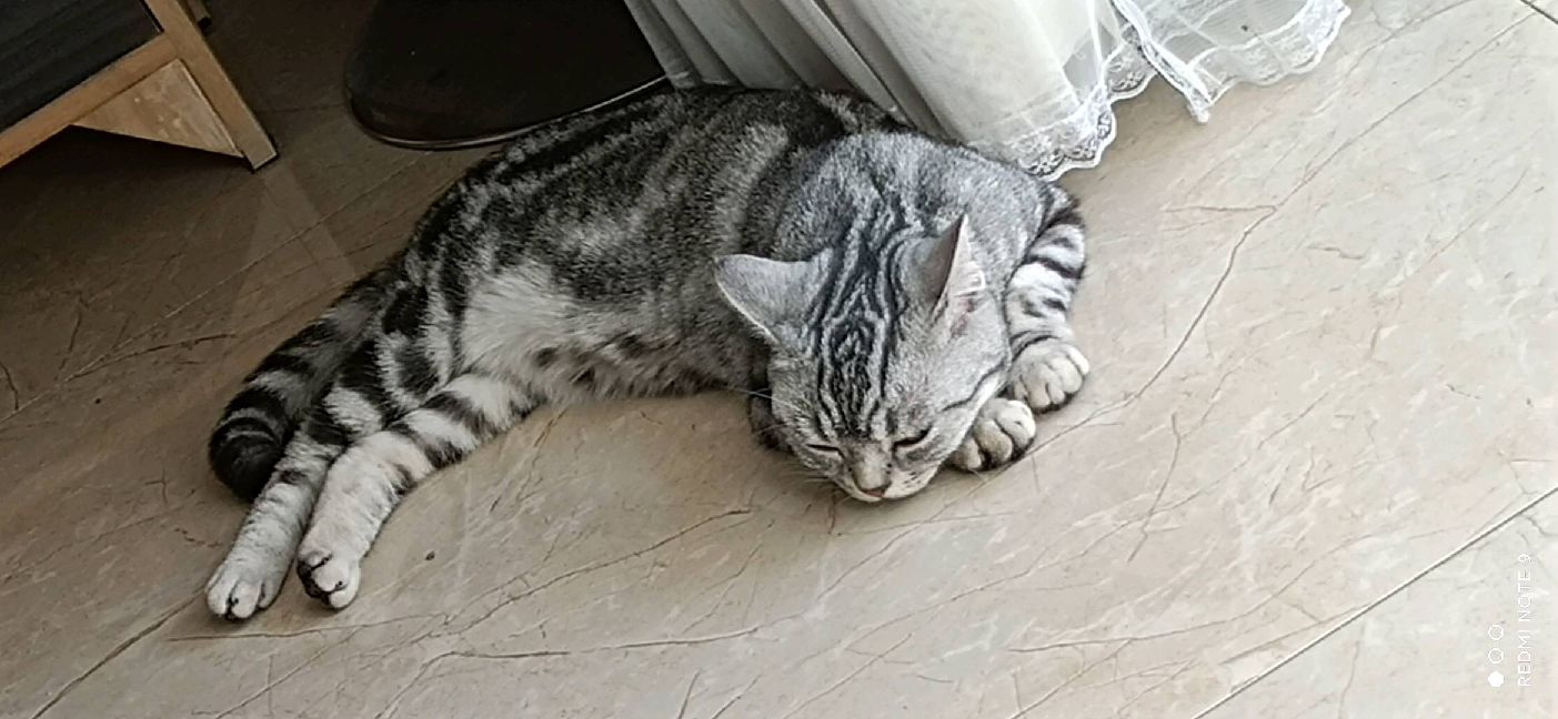 猫图片|宠物猫|猫咪|