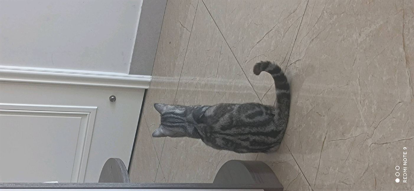 猫图片|宠物猫|猫咪|