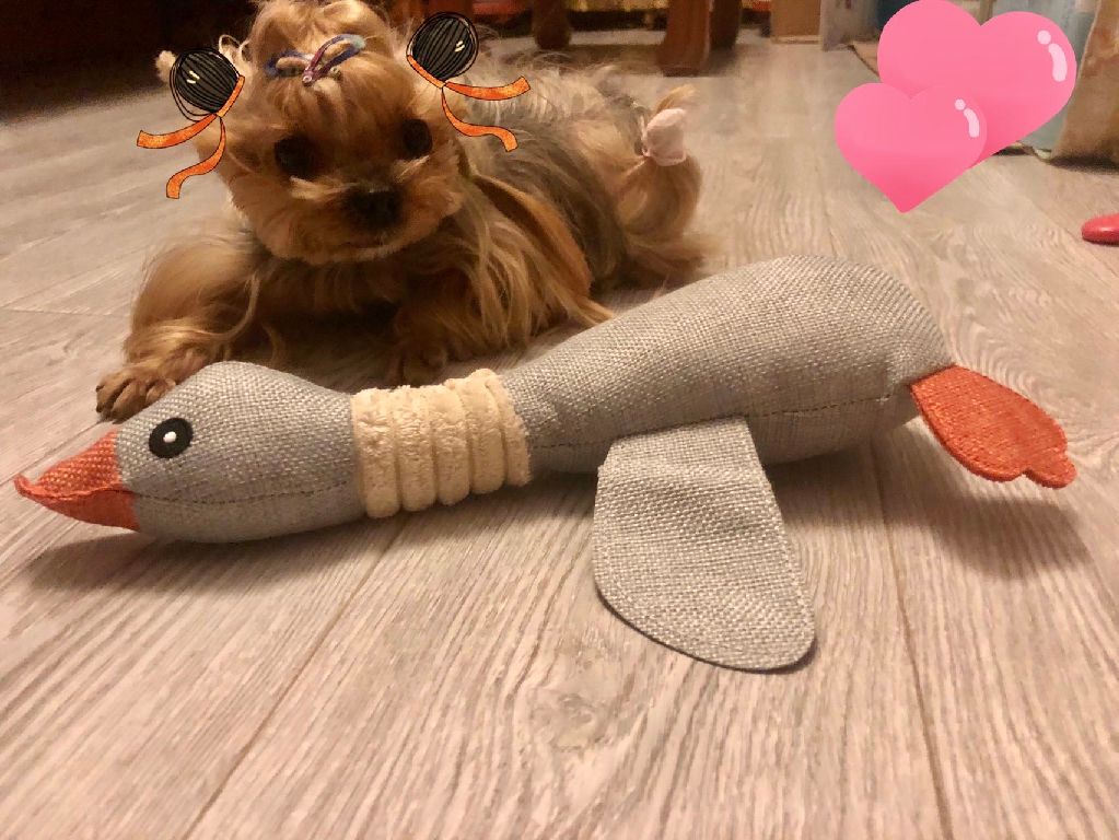 猫图片|宠物猫|猫咪|