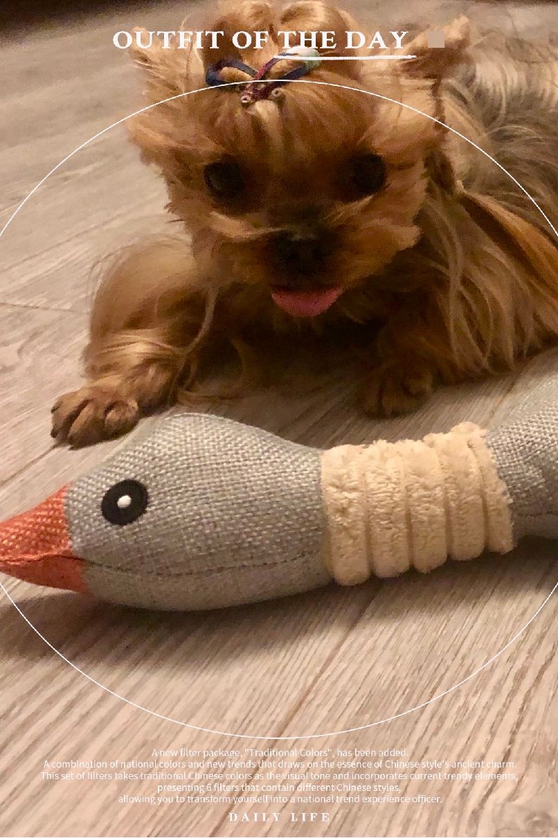 猫图片|宠物猫|猫咪|