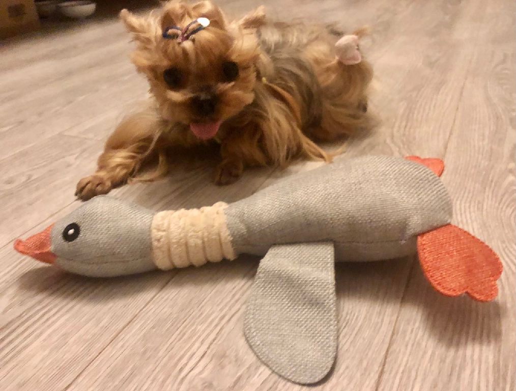 猫图片|宠物猫|猫咪|