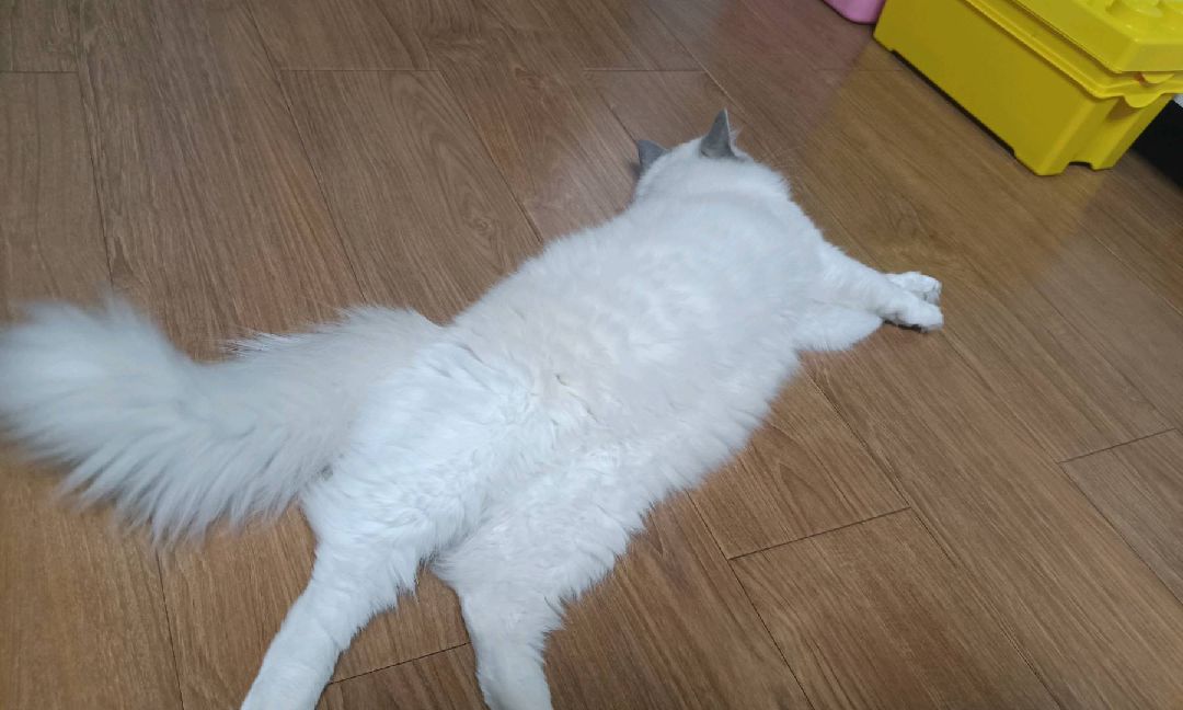 猫图片|宠物猫|猫咪|