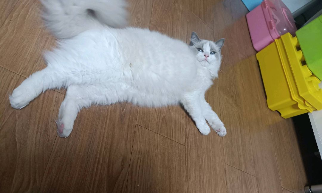 猫图片|宠物猫|猫咪|