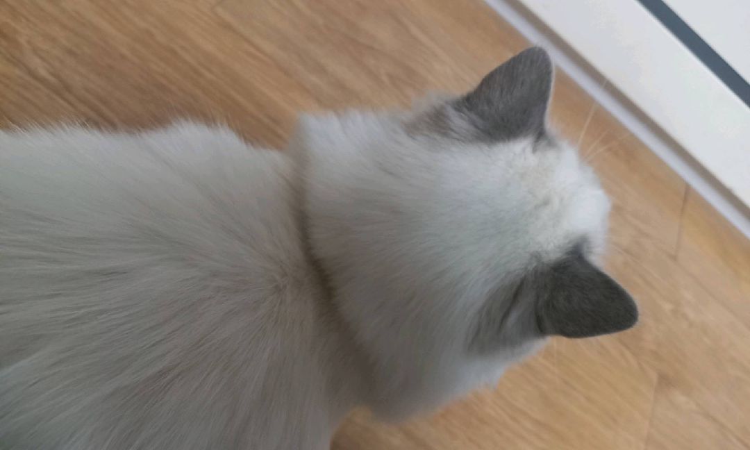 猫图片|宠物猫|猫咪|