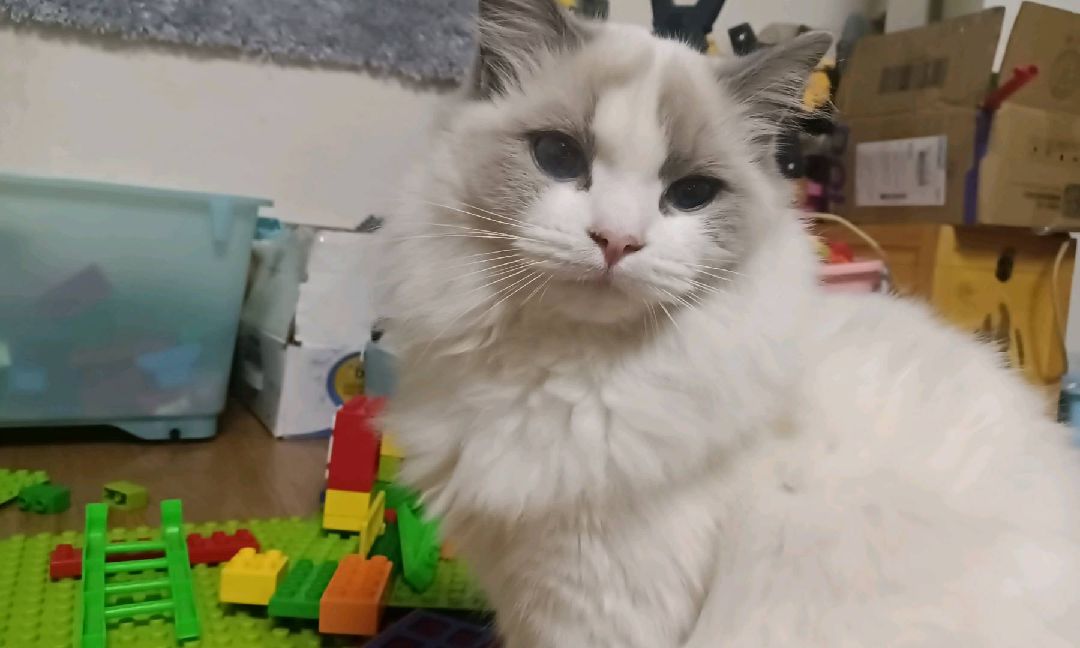 猫图片|宠物猫|猫咪|