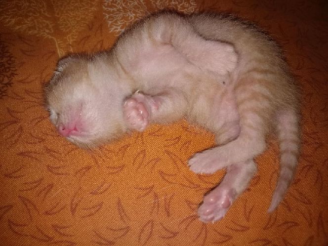 猫图片|宠物猫|猫咪|