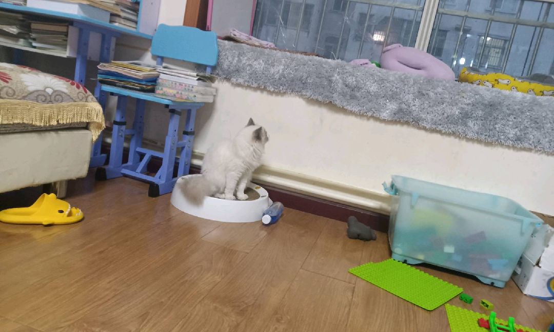 猫图片|宠物猫|猫咪|