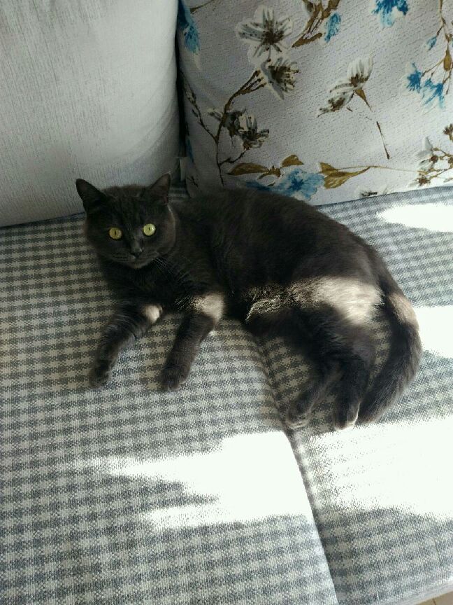 猫图片|宠物猫|猫咪|