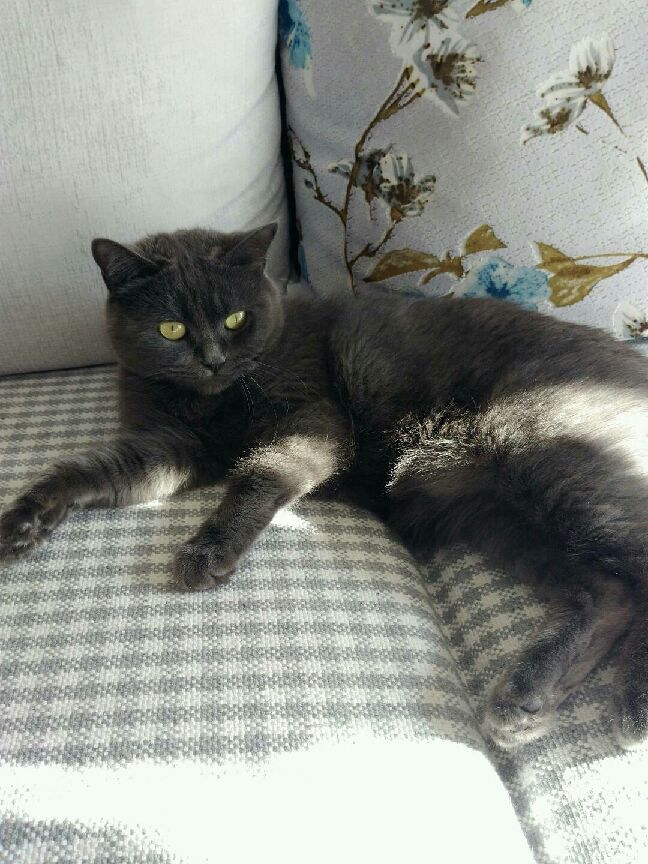 猫图片|宠物猫|猫咪|