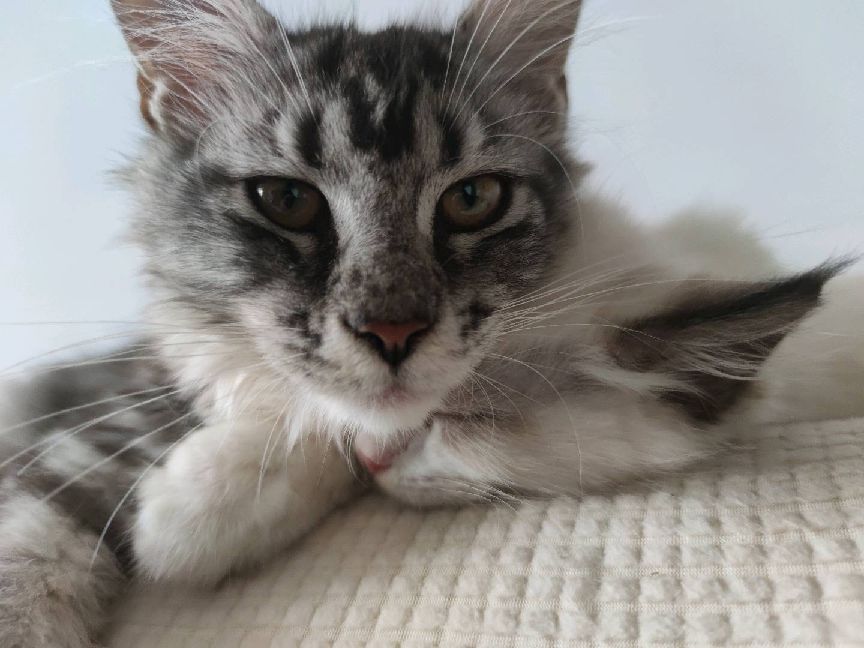 猫图片|宠物猫|猫咪|