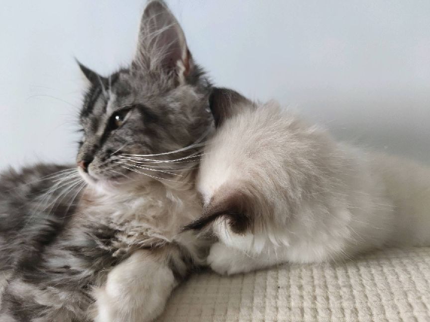 猫图片|宠物猫|猫咪|