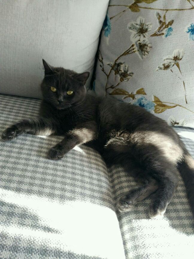 猫图片|宠物猫|猫咪|