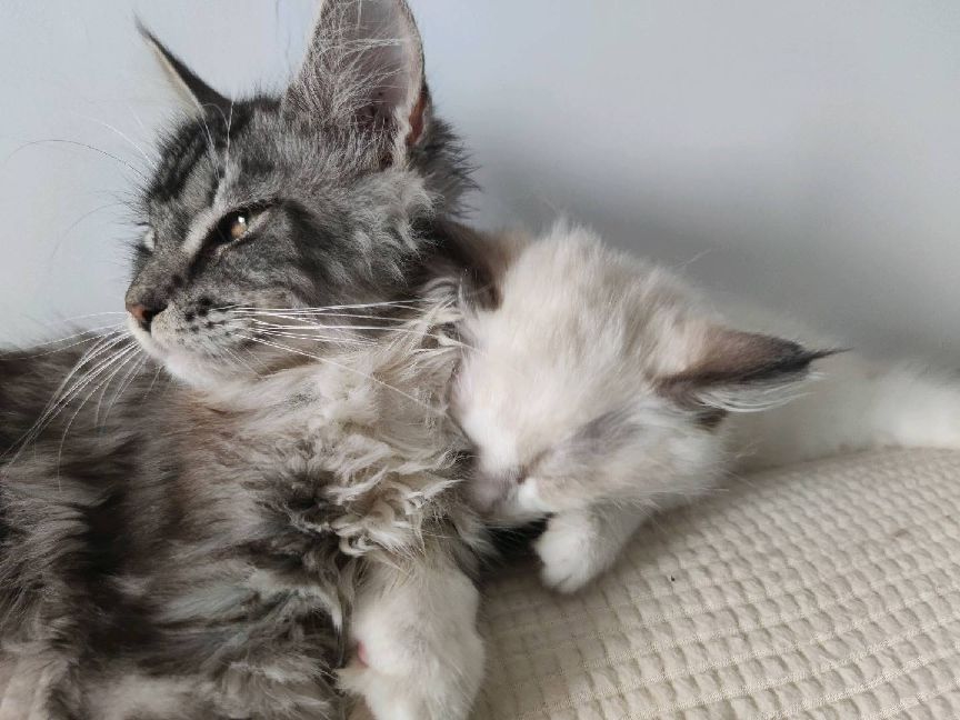 猫图片|宠物猫|猫咪|