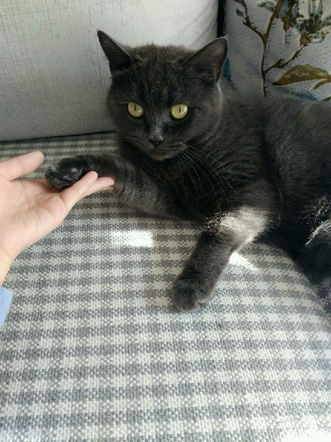 猫图片|宠物猫|猫咪|