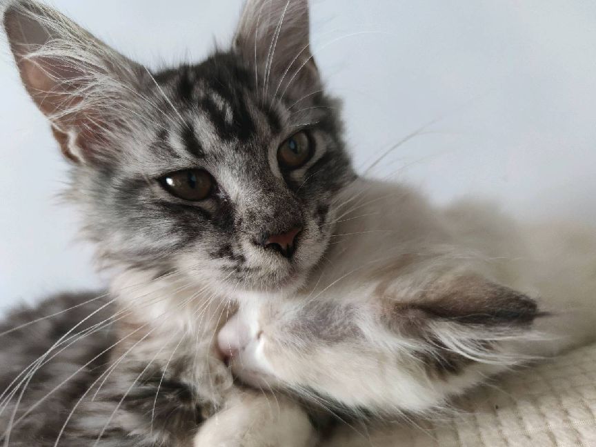 猫图片|宠物猫|猫咪|