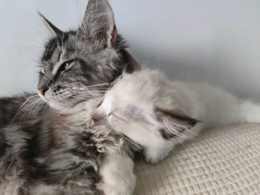 猫图片|宠物猫|猫咪|