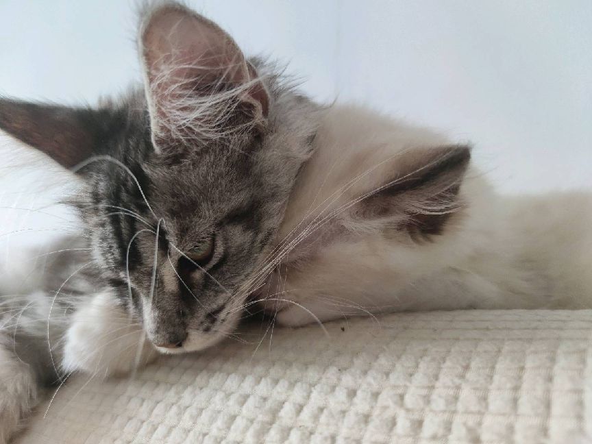 猫图片|宠物猫|猫咪|