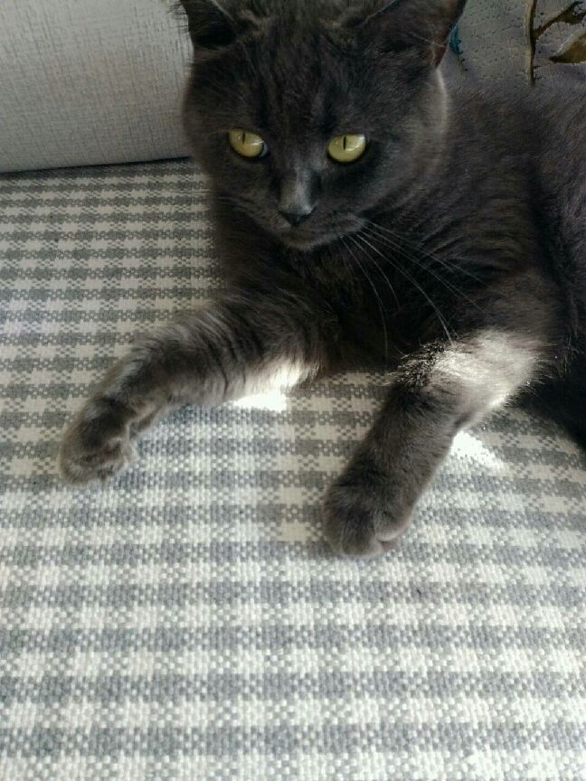 猫图片|宠物猫|猫咪|