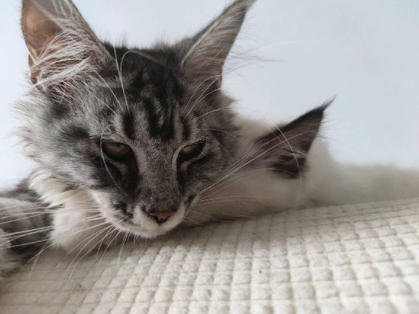 猫图片|宠物猫|猫咪|