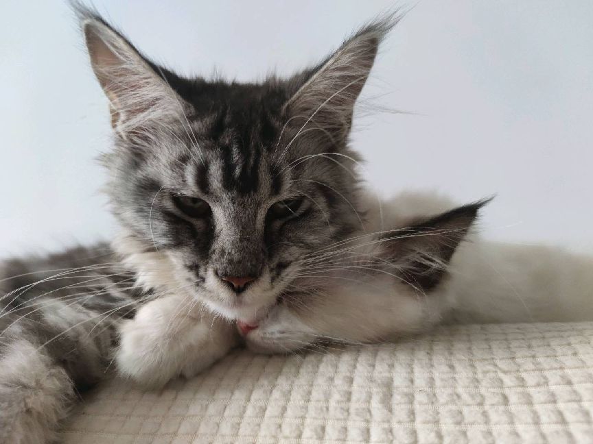 猫图片|宠物猫|猫咪|