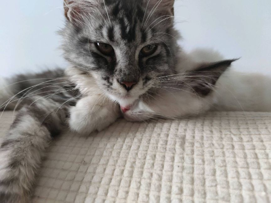 猫图片|宠物猫|猫咪|