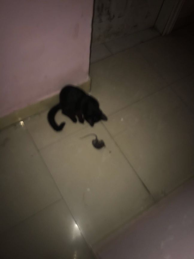 猫图片|宠物猫|猫咪|