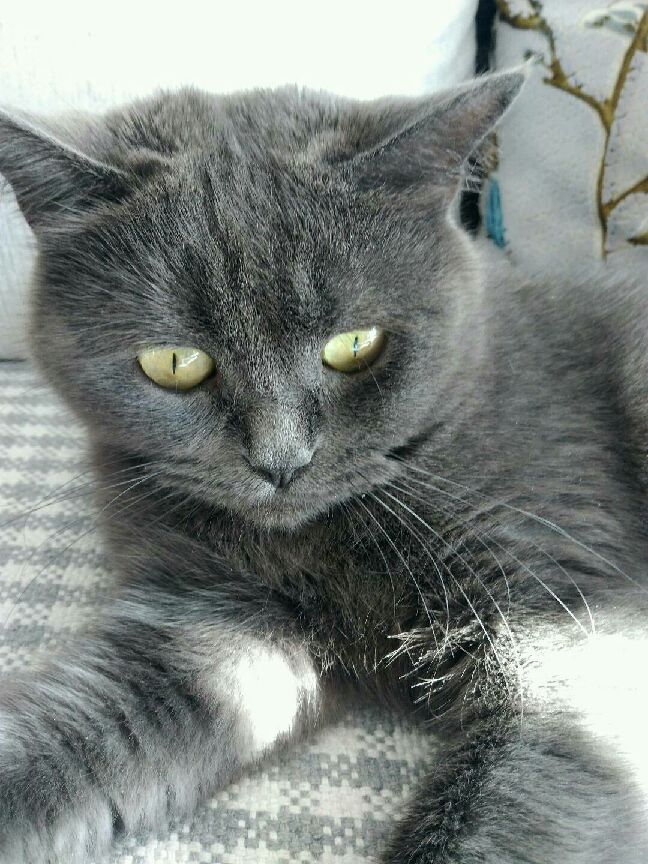 猫图片|宠物猫|猫咪|