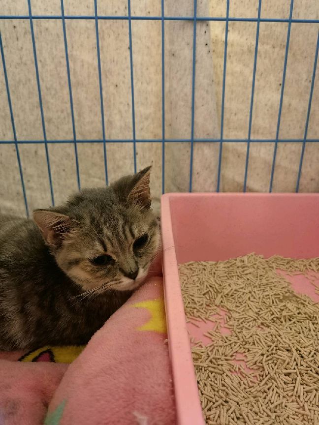 猫图片|宠物猫|猫咪|