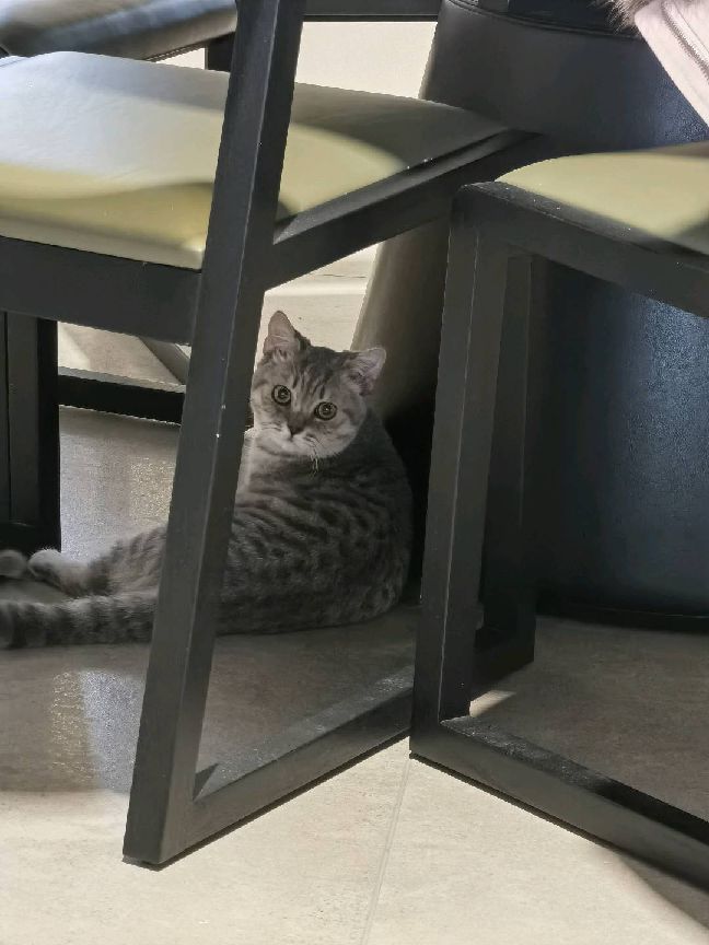 猫图片|宠物猫|猫咪|