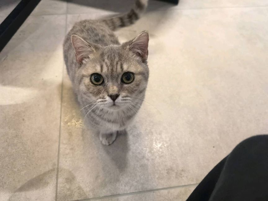 猫图片|宠物猫|猫咪|