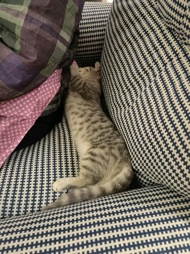 猫图片|宠物猫|猫咪|