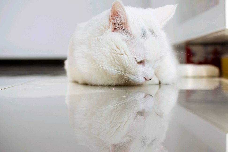 猫图片|宠物猫|猫咪|