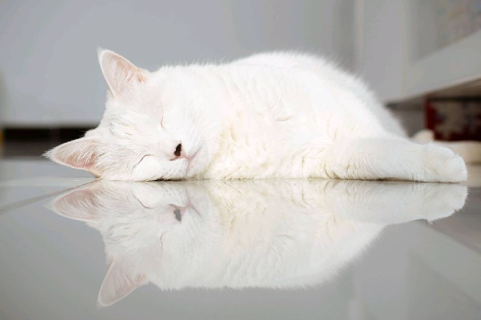 猫图片|宠物猫|猫咪|