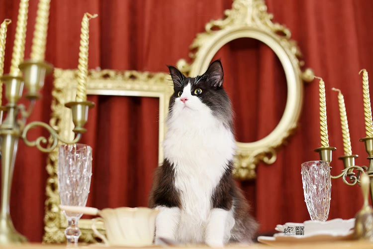 猫图片|宠物猫|猫咪|