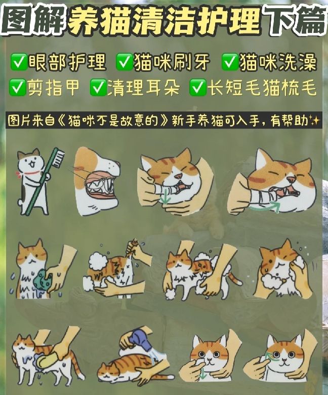 猫图片|宠物猫|猫咪|