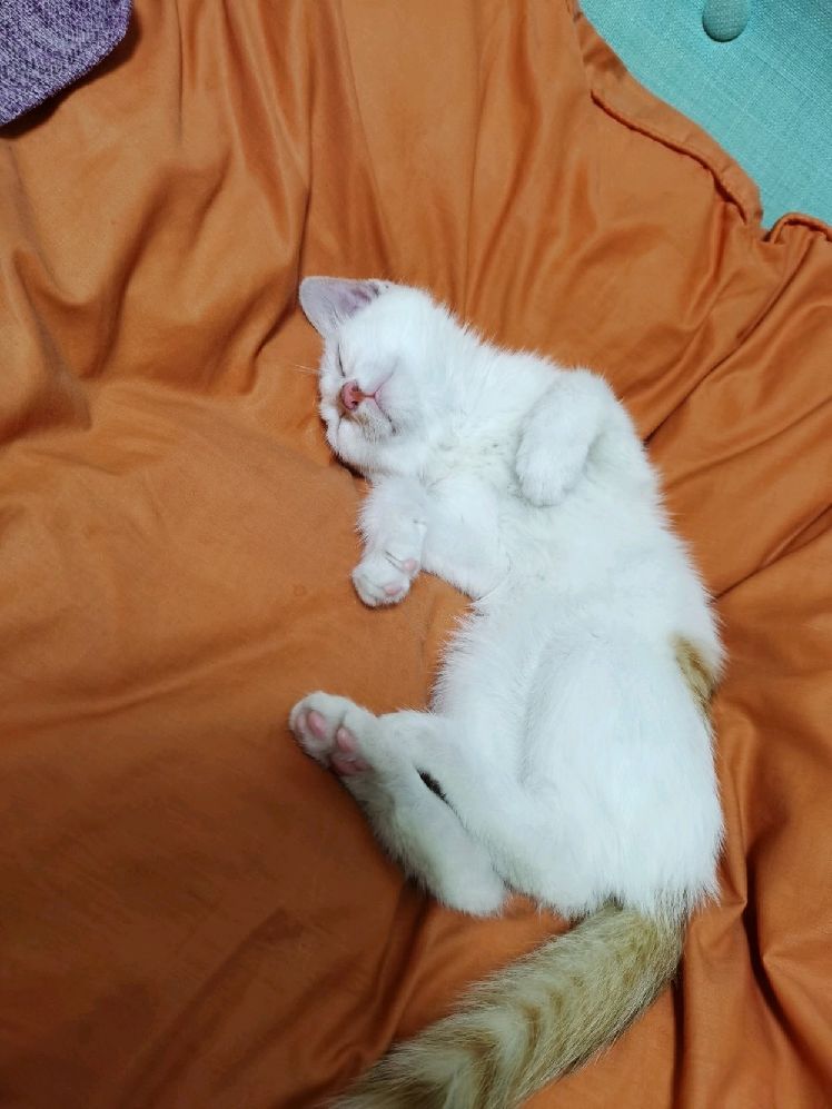 猫图片|宠物猫|猫咪|