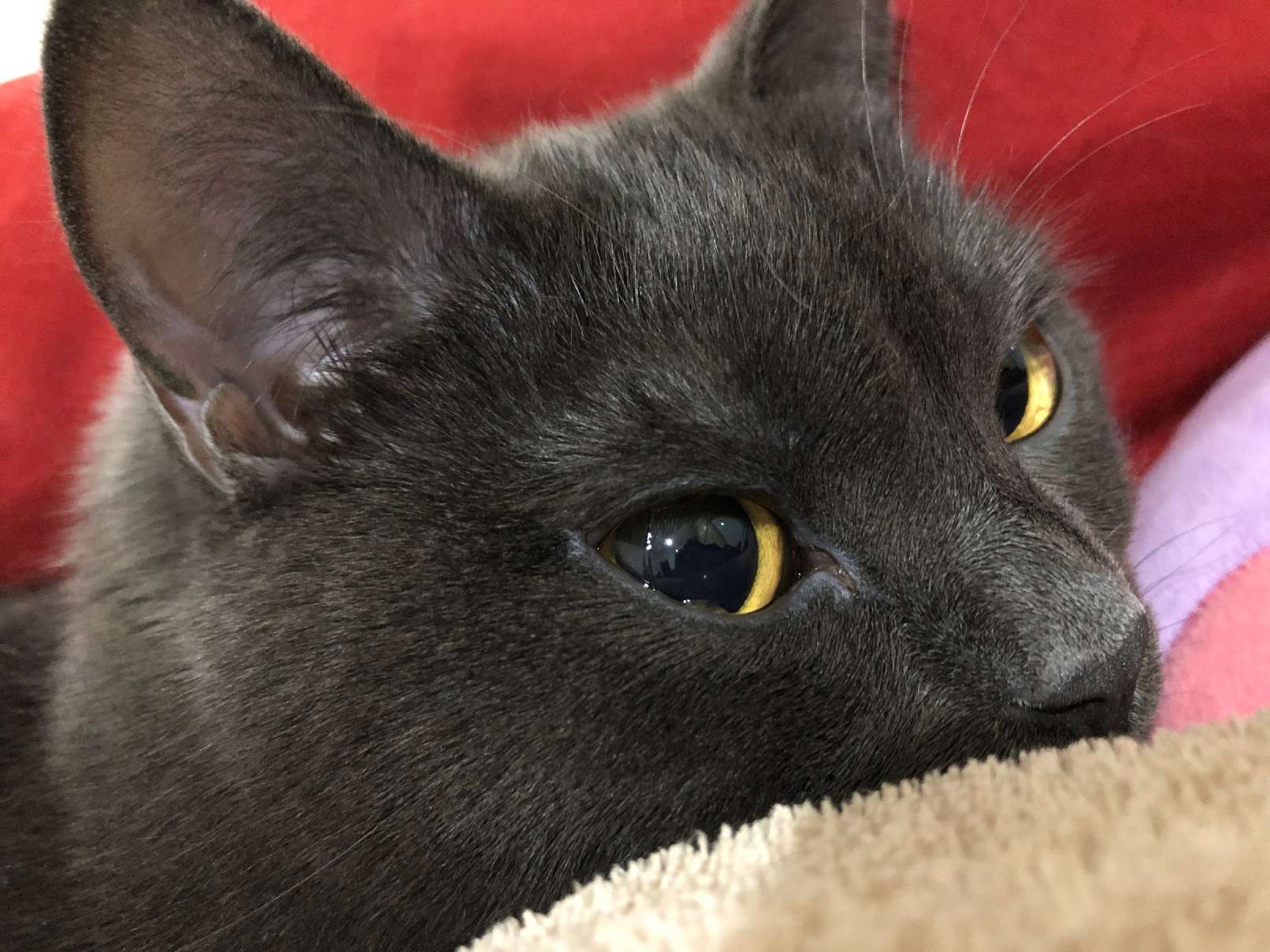 猫图片|宠物猫|猫咪|