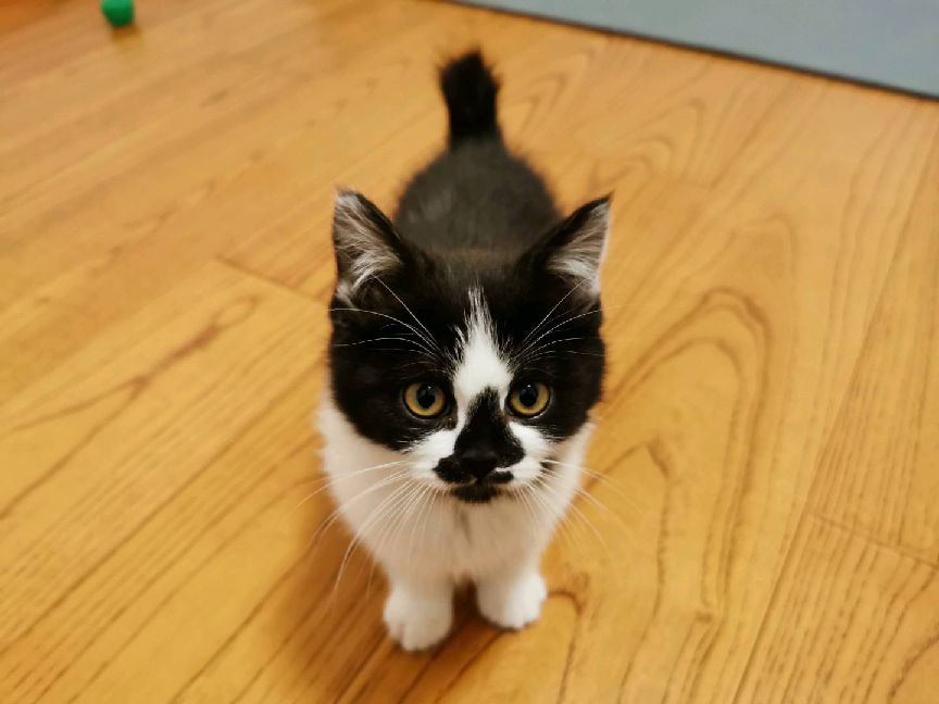 猫图片|宠物猫|猫咪|