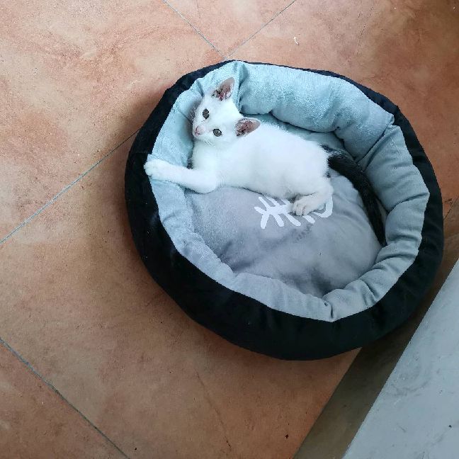 猫图片|宠物猫|猫咪|