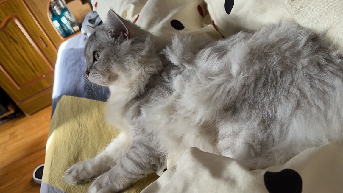 猫图片|宠物猫|猫咪|