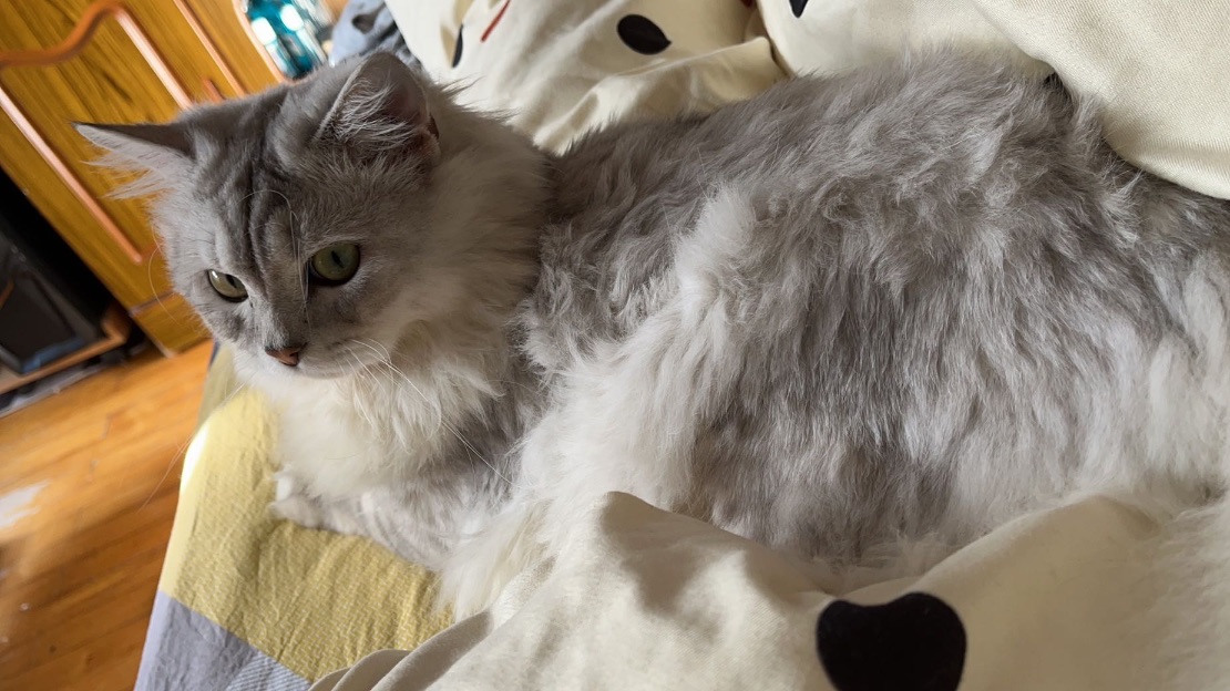 猫图片|宠物猫|猫咪|