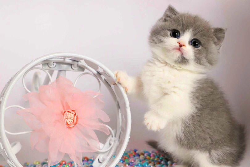 猫图片|宠物猫|猫咪|