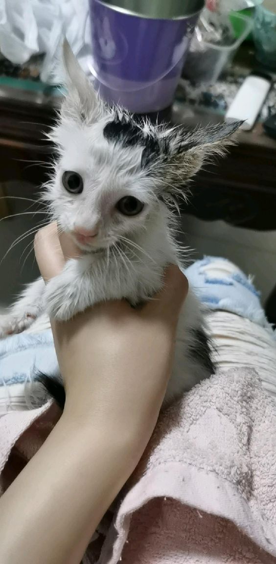 猫图片|宠物猫|猫咪|