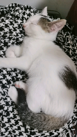 猫图片|宠物猫|猫咪|