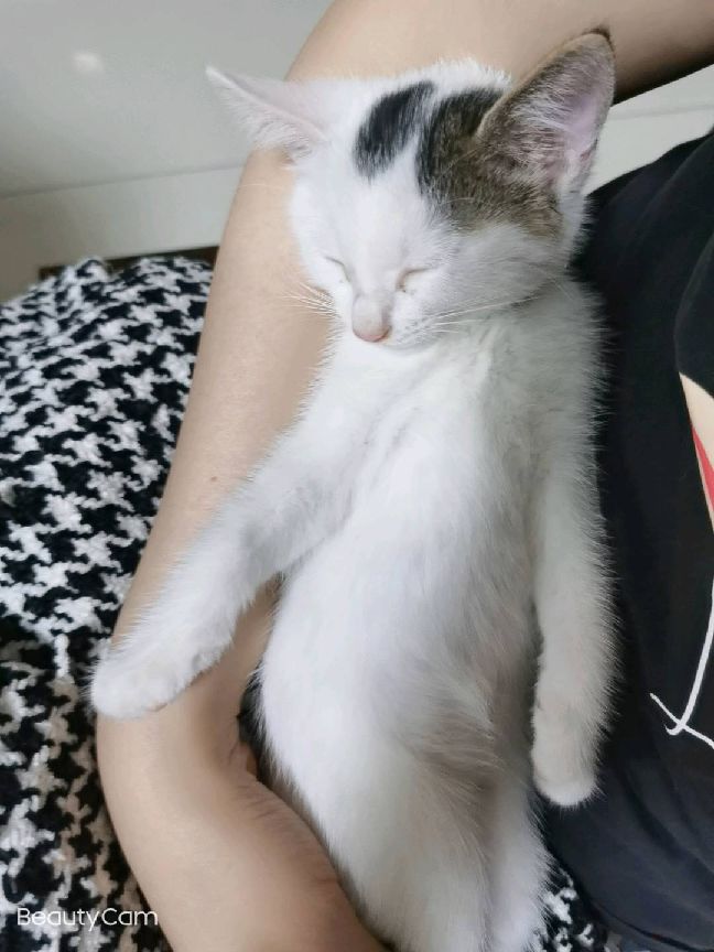 猫图片|宠物猫|猫咪|