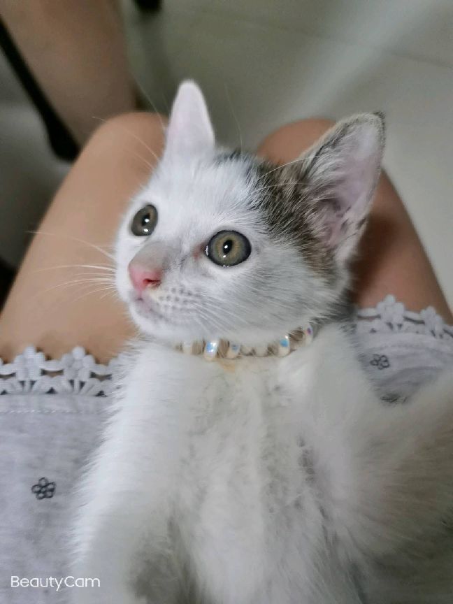 猫图片|宠物猫|猫咪|